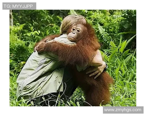 足球明星与猩猩的相似之处揭示了人类与动物的奇妙联系与幽默一面
